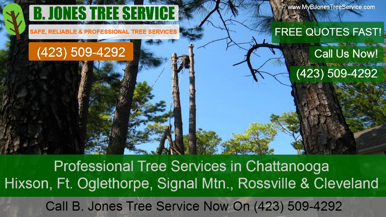 Tree Removal Service Chattanooga - Stump Removal