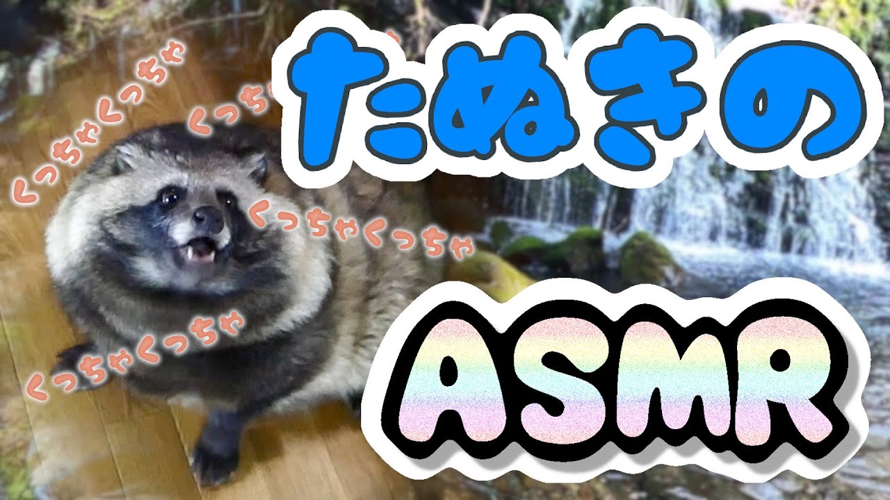 こんなご時世、たぬきの咀嚼音でも聞いてみる?(Healed by Tanuki's eating sounds.)