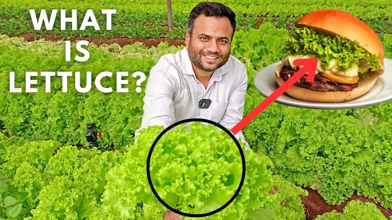 Lettuce : How Does it Grow? !! Exotic Farming !! Iske bina Burger hai bekaar !! #farmingengineer