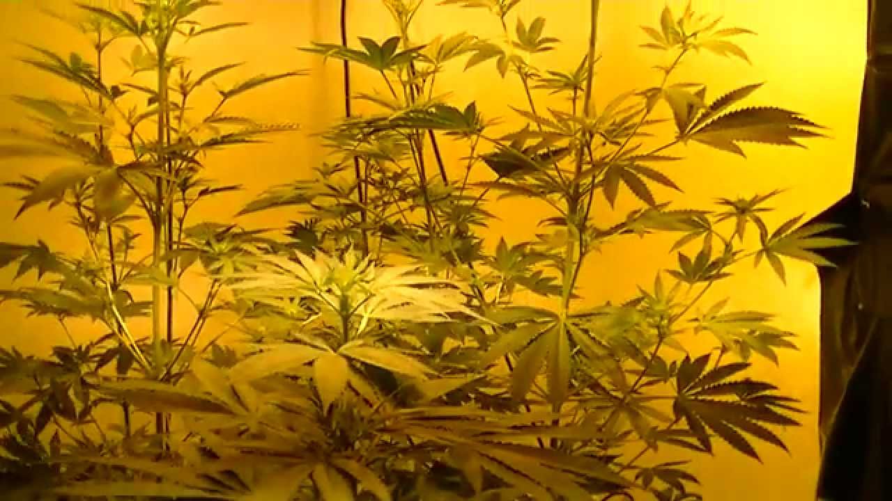 Leagal marijuana grow OVER 6 FOOT TALL PLANTS