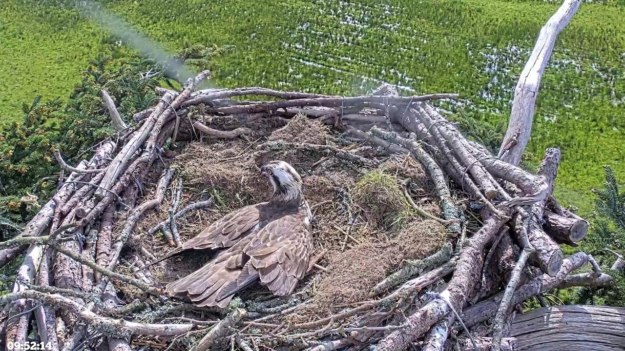Bywyd Gwyllt Glaslyn Wildlife - Ffrwd Byw / Live Stream 1