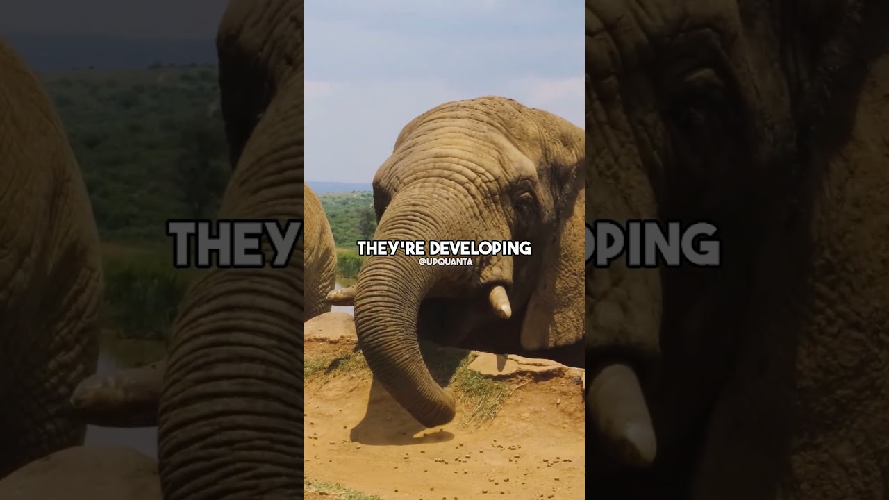 Joe Rogan Reacts To Elephant Tusks! #joerogan #joeroganexperience