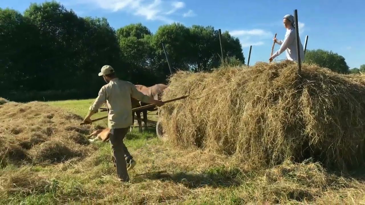 Уборка сена при помощи лошадей.