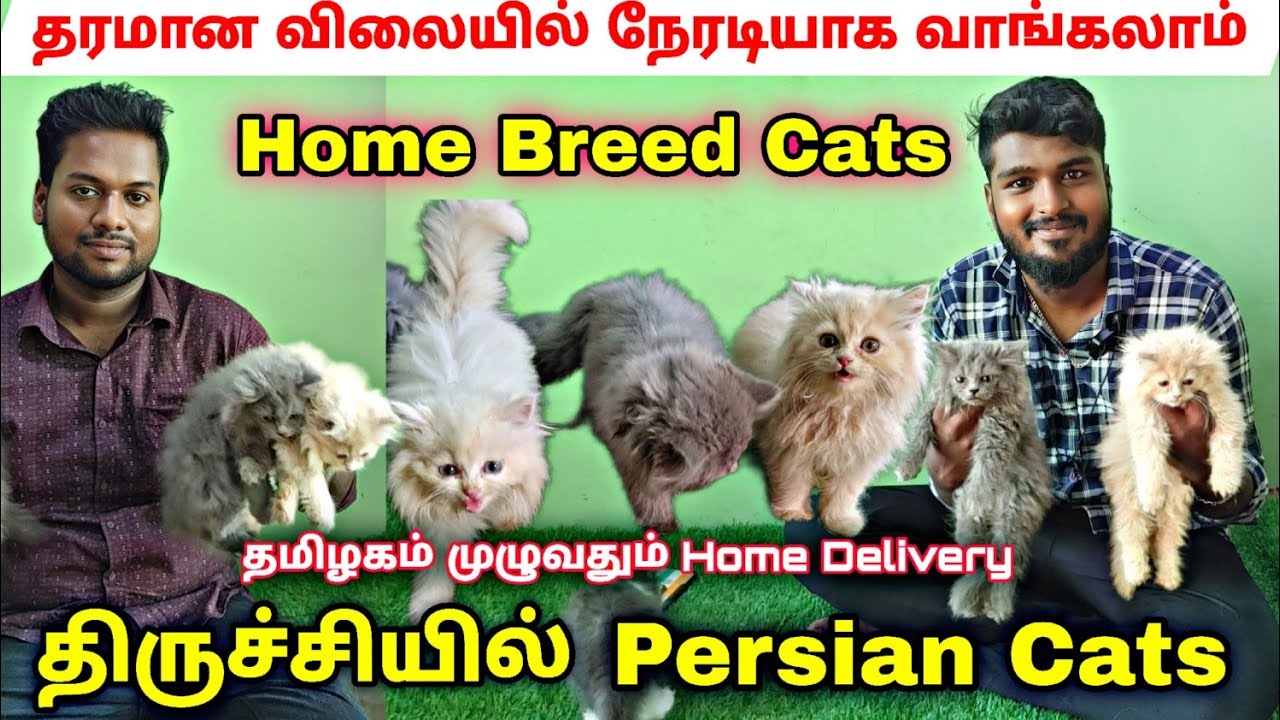 Pure Persian cat வளர்ப்பு முறை |Original Persian Kitten for sales | Persian Cat Sales Trichy