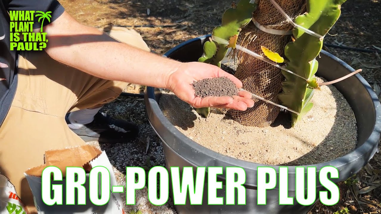 GRO-POWER PLUS и здоровый драконий фрукт / Интервью с экспертом по растениям Дэном / Преимущества...