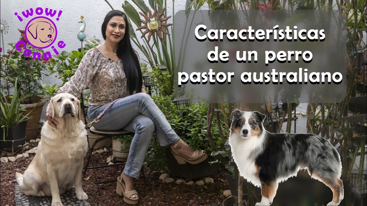 Características del perro pastor australiano,  austie o pastor ovejero.