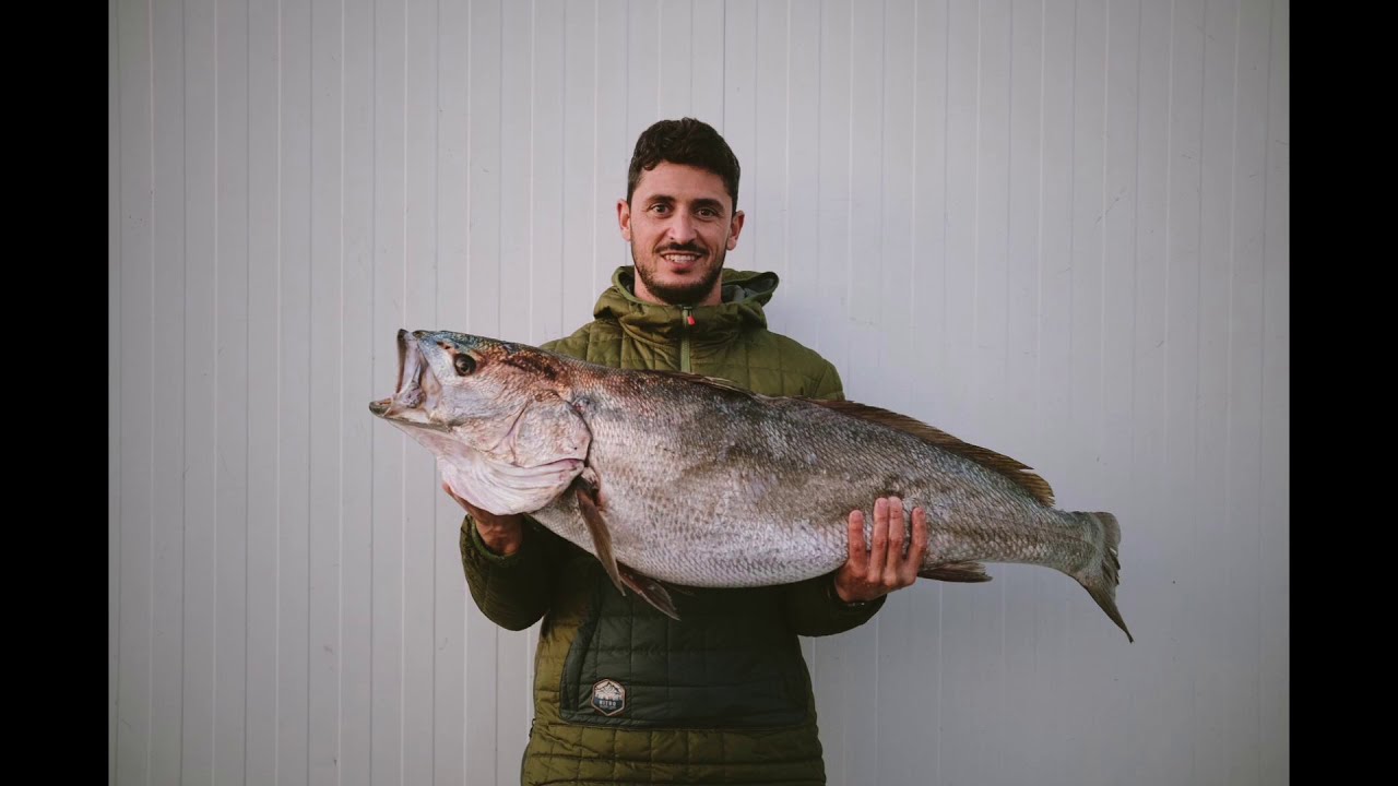 PESCA SUBMARINA - CORVINA 15KG