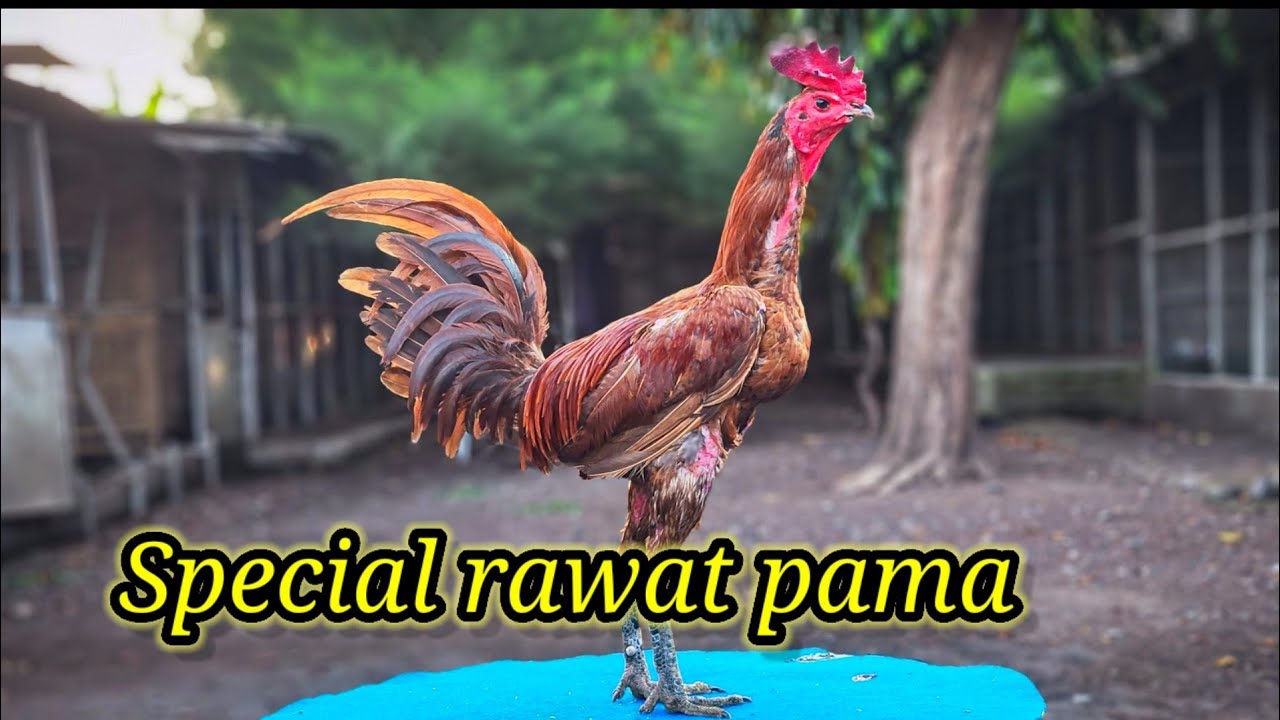 Tips spesial untuk rawatan pama