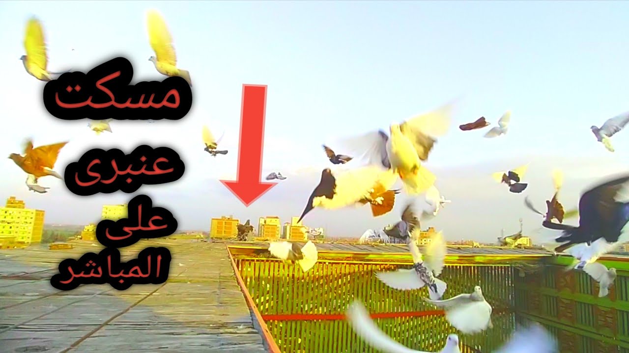 مسكنا ضريبه عنبرى غزار فى تسخين الحمام نش العصارى على الهواء مباشره غيه حمام رامى ابودشيش طنطا