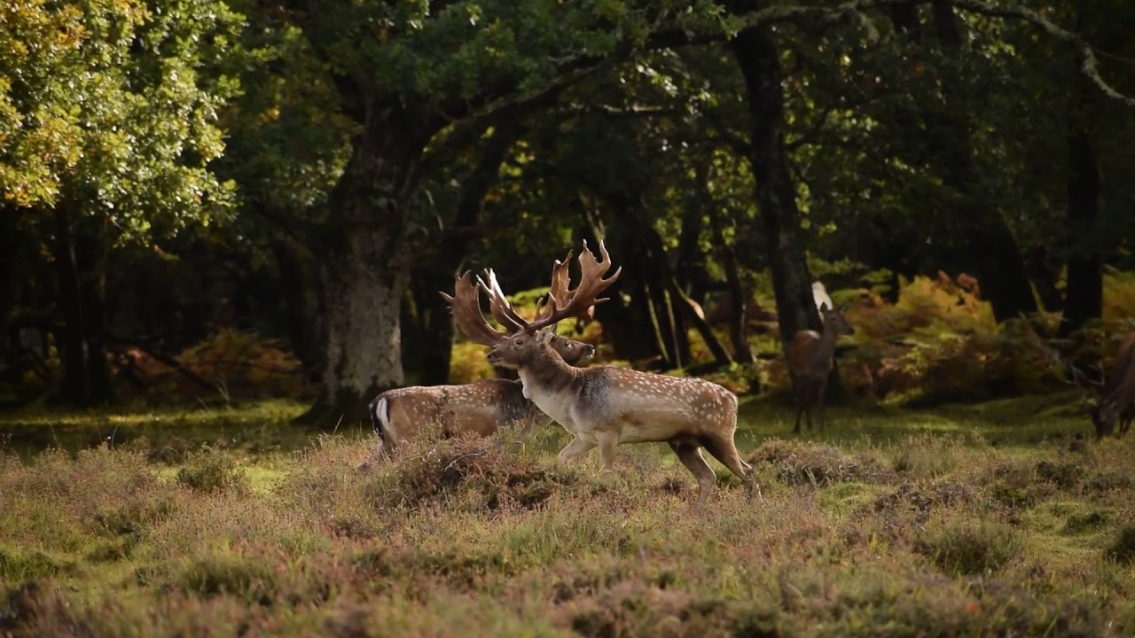 Fallow bucks fighting