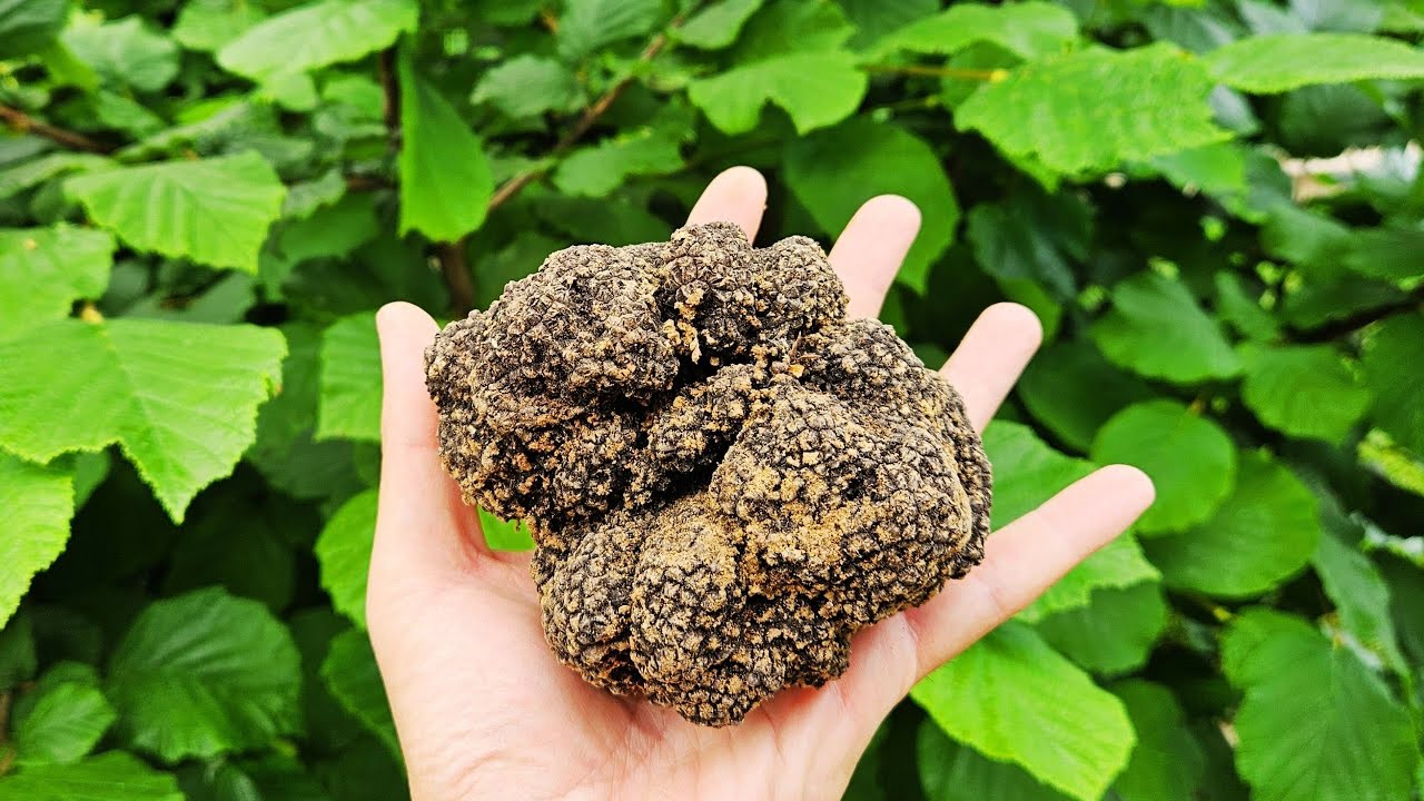 TARTUFO ESTIVO 2025 💣