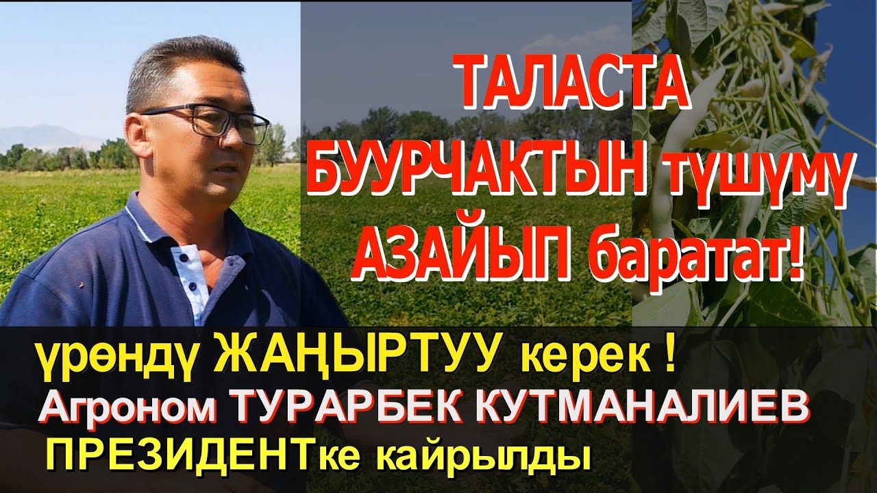 ТАЛАСТА БУУРЧАКТЫН ТҮШҮМҮ ТӨМӨНДӨП КЕТТИ! ҮРӨНДҮ ЖАҢЫРТУУ КЕРЕК. КАНДАЙ ОЙЛОЙСУЗ?