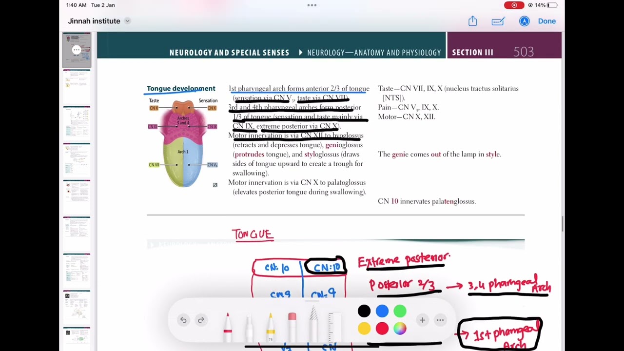 Tongue development  #neurology 12 | First Aid USMLE Step 1 in Urdu/Hindi |