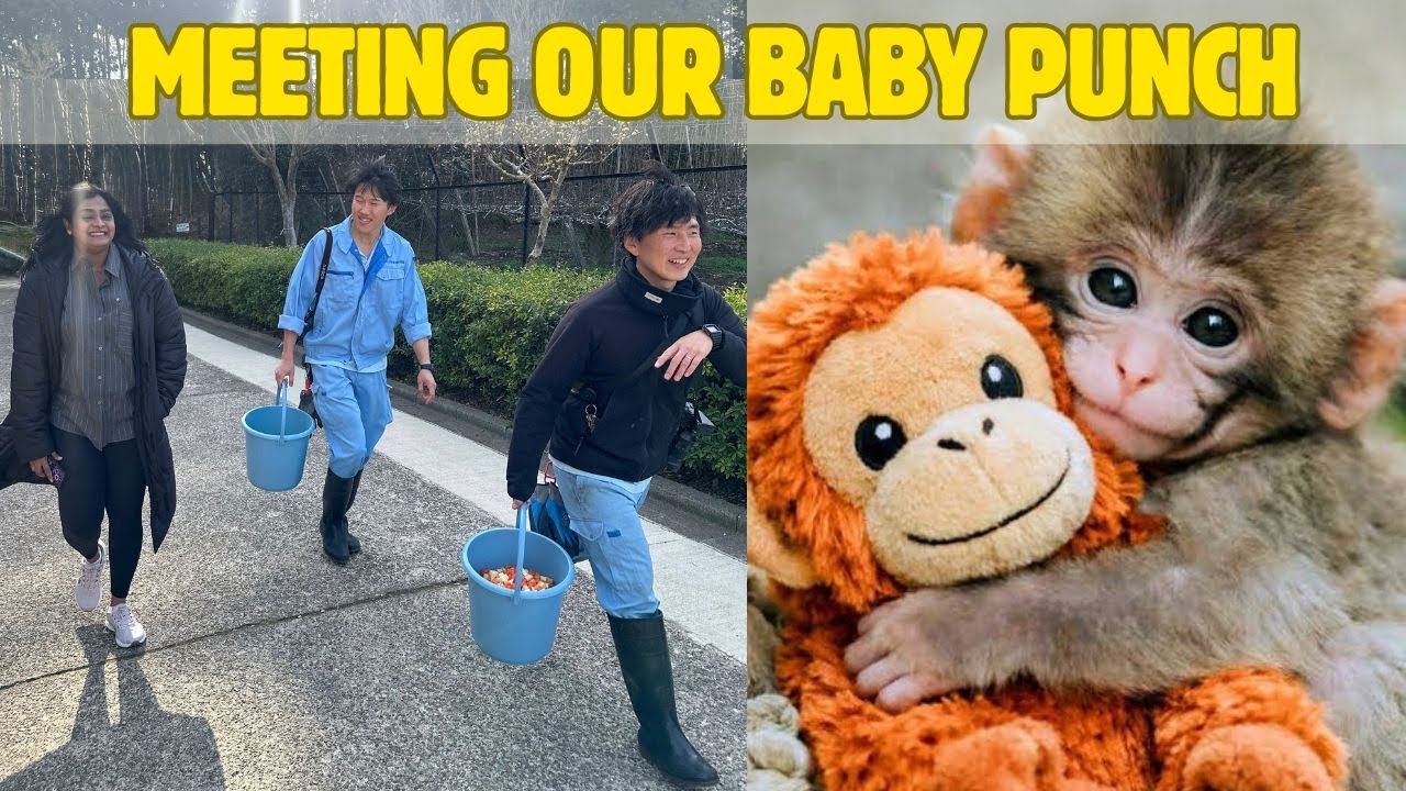 Punch Monkey Viral Story 🐒💔 | Punch Monkey ni Enduku Bully Chesaru? | Telugu Vlogs Japan |