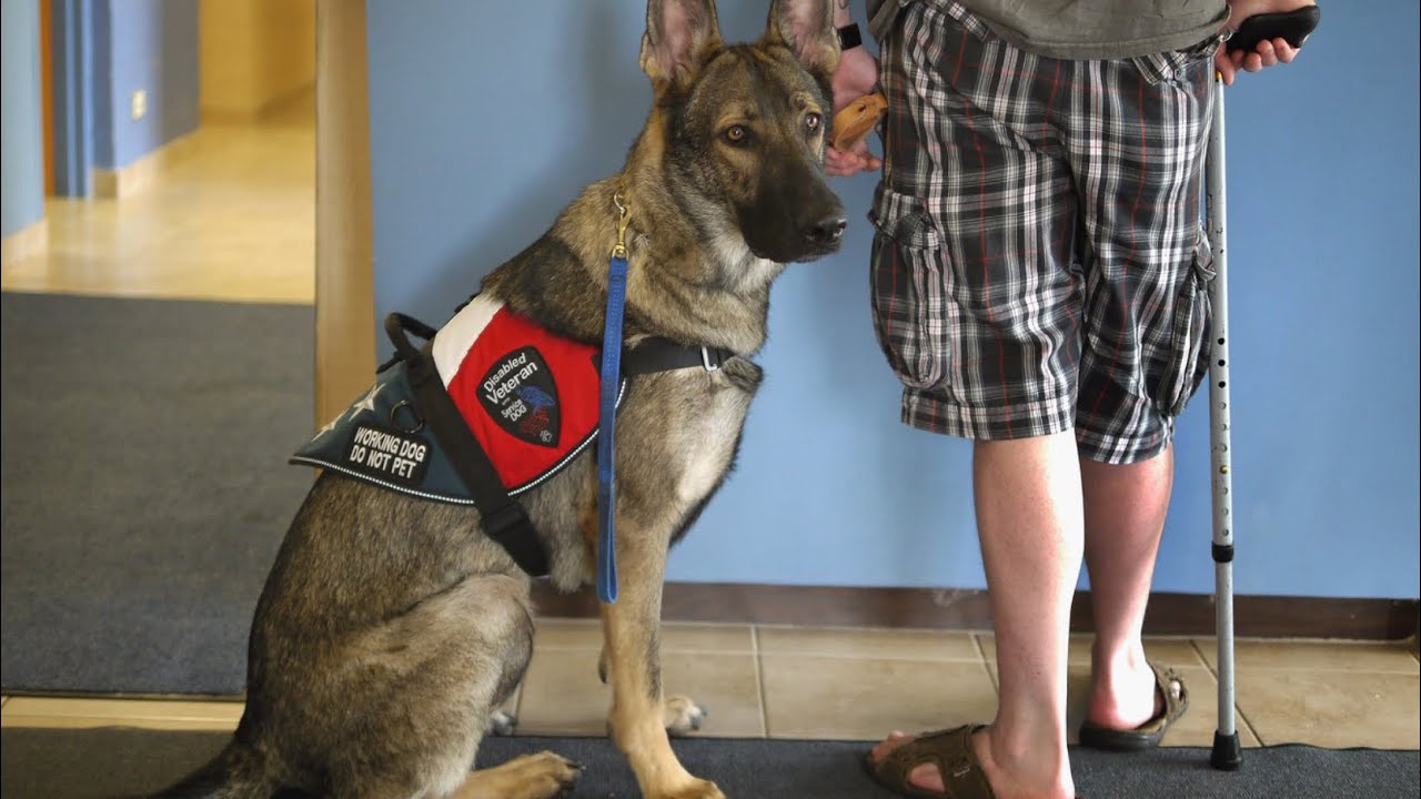 Service Dogs of TikTok {part 2}