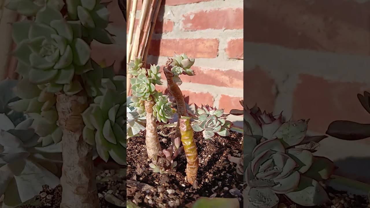 C&oacute;mo reproducir tus echeverias? Modo f&aacute;cil y efectivo.#suculentaslove #echeverias #astringentes