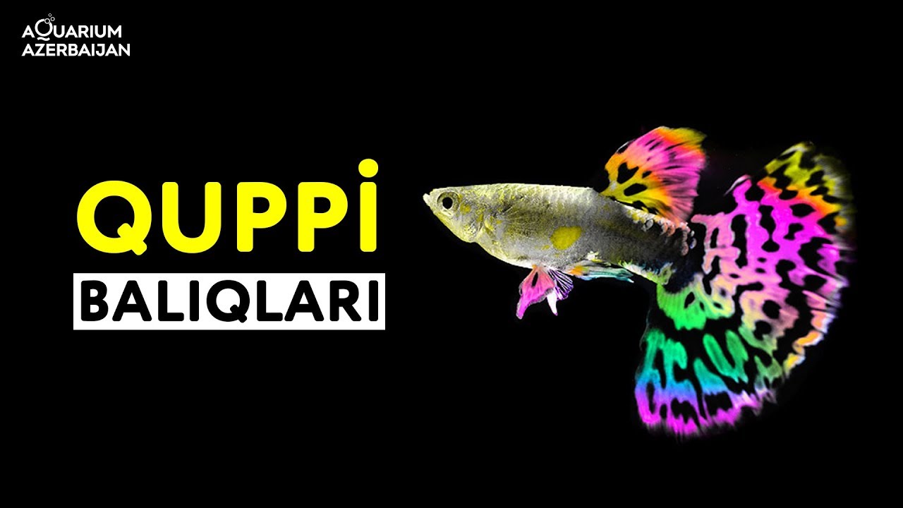 quppi balıqları haqqında гуппи рыбы guppy fish