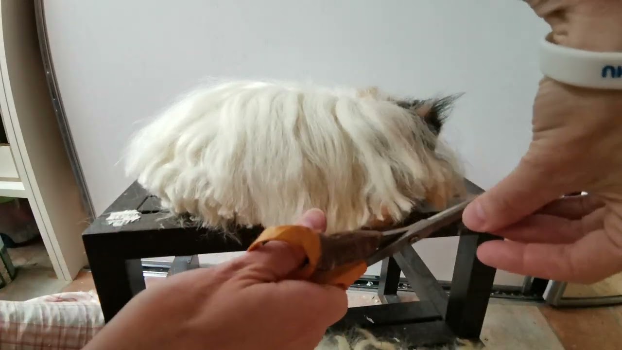 Stříháme a koupeme Muchláčka - 1.díl stříhání