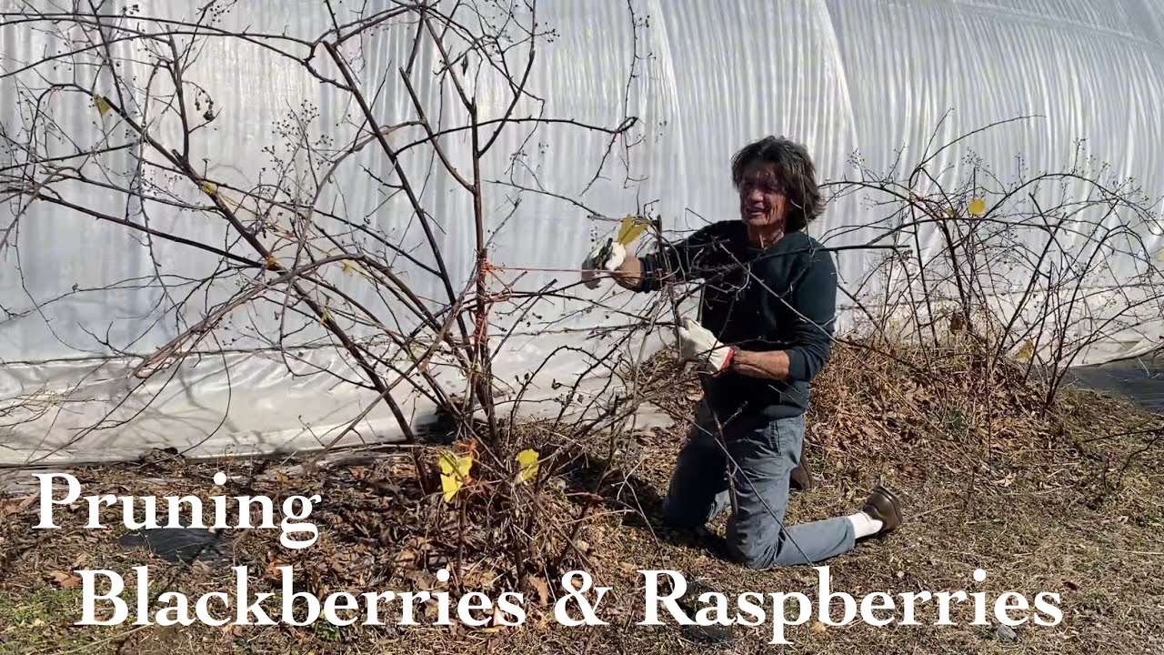 Pruning Blackberries & Raspberries | Pruning workshop with Michael McConkey at Edible Landscaping