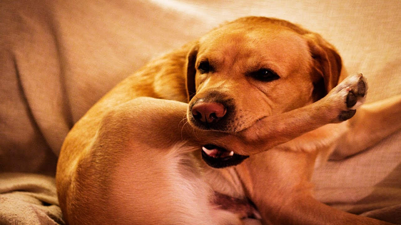 Animal Fails of the Week 4 October 2016 - Animal Fails Compilation 2016