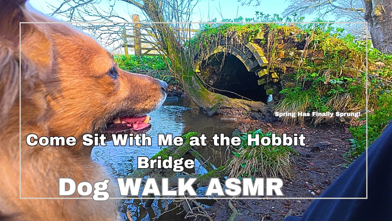 Peaceful Dog Walk ASMR | First Signs of Spring