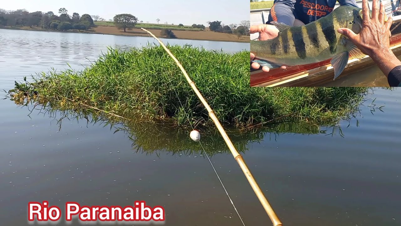 Tremedeira total veja oque o gigante fez no bambu Pescaria caipira no Rio Paranaiba