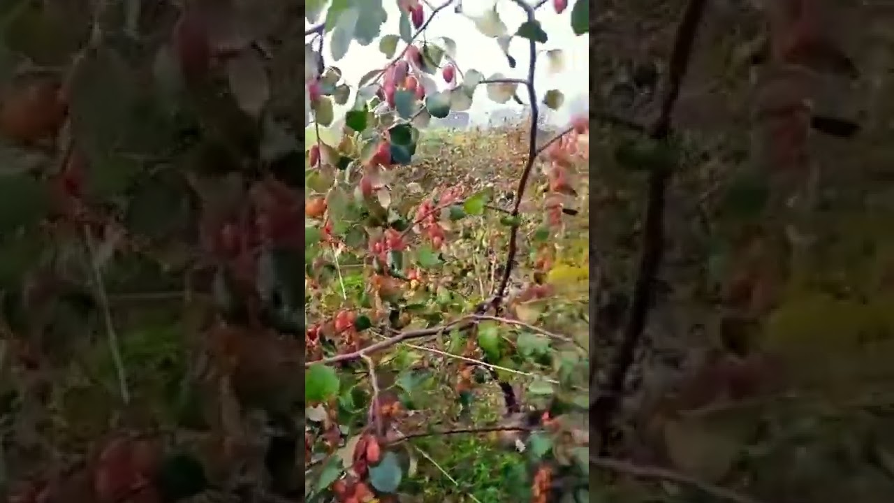 kashmiri Red Apple ber Mother plant 