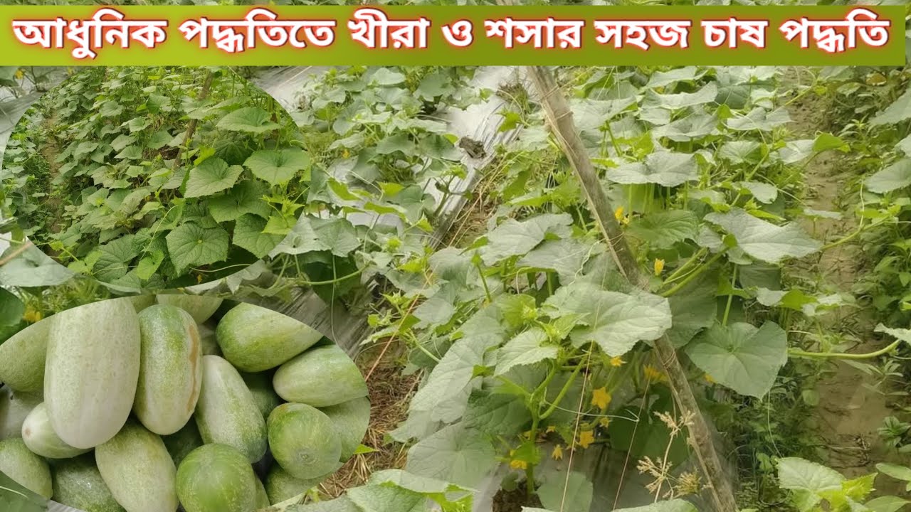  খিরা চাষ করার সবচেয়ে সহজ পদ্ধতি| কিভাবে খিরা চাষ করলে দ্বিগুণ ফলন পাবেন জেনে নিন | Cucumber