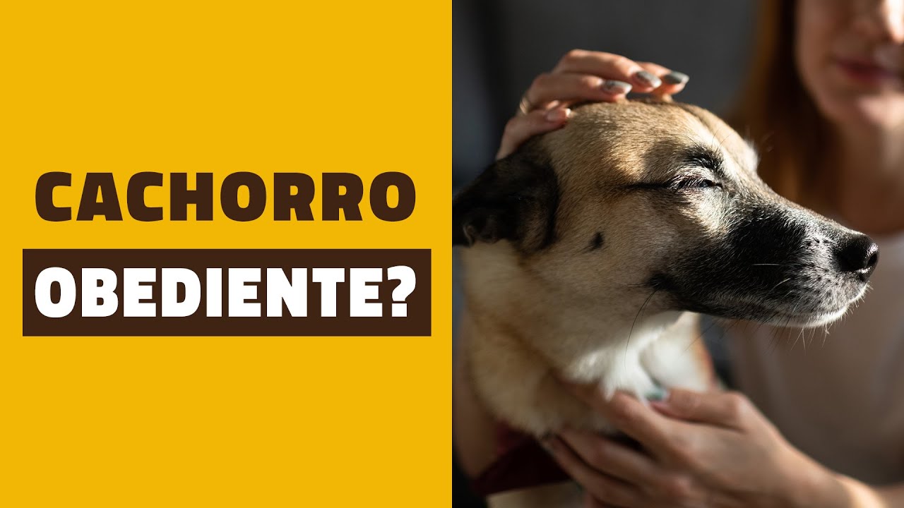 Você acha o seu CACHORRO OBEDIENTE?
