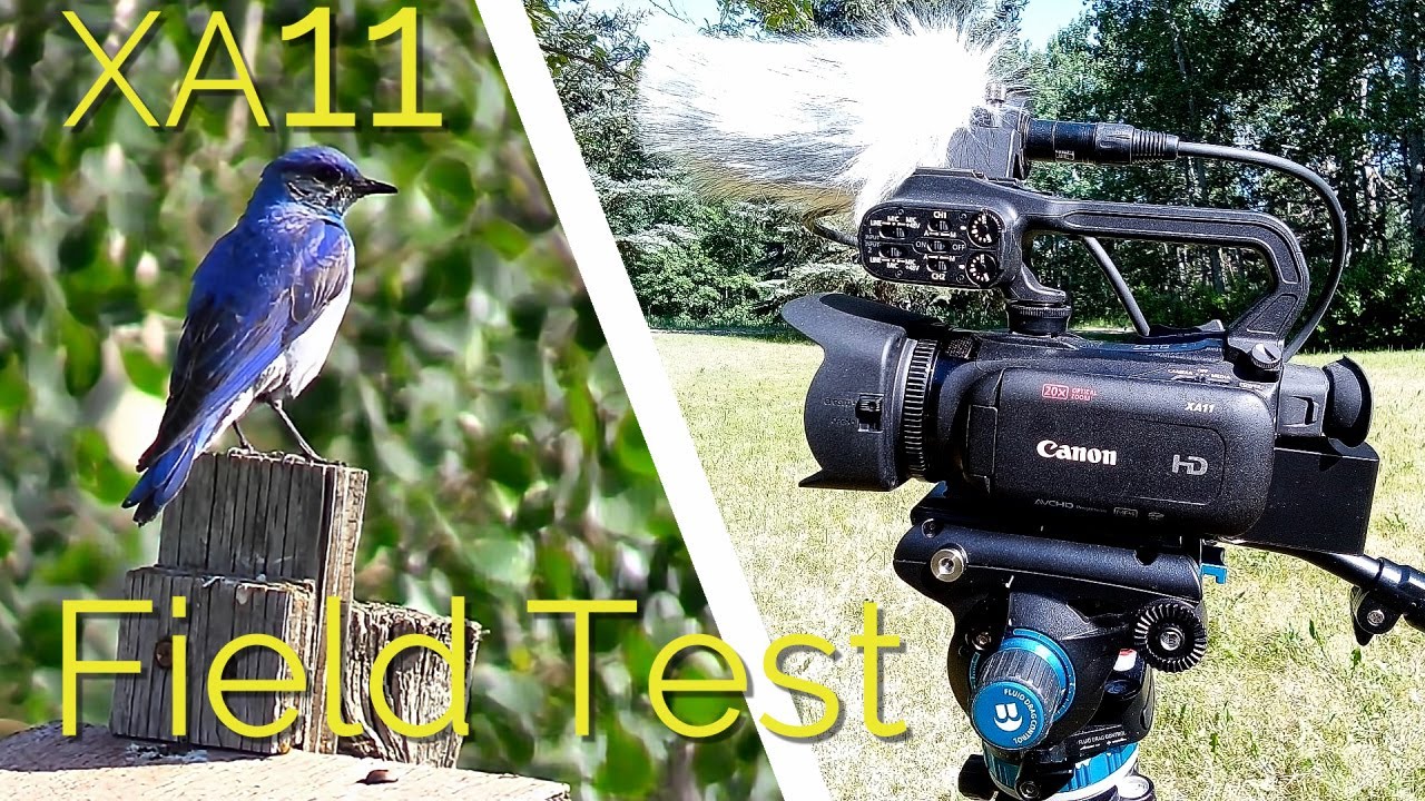 Canon XA11 (XA15) Field Test - Nature Scenes