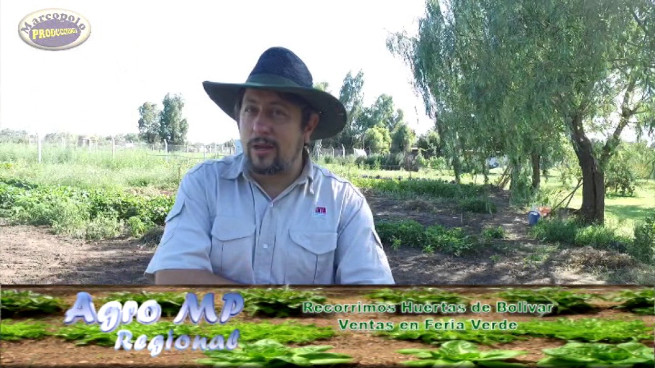 Huerta, Chinches y Arañuelas en los Tomates