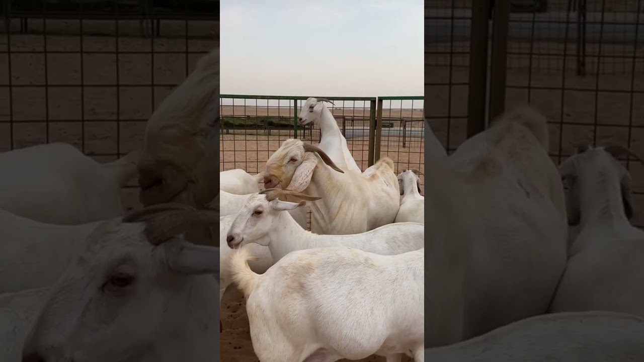 نوادر الماعز البيشي الابراص .. من إنتاج حلال الشيخ / فهد براك الدعدي