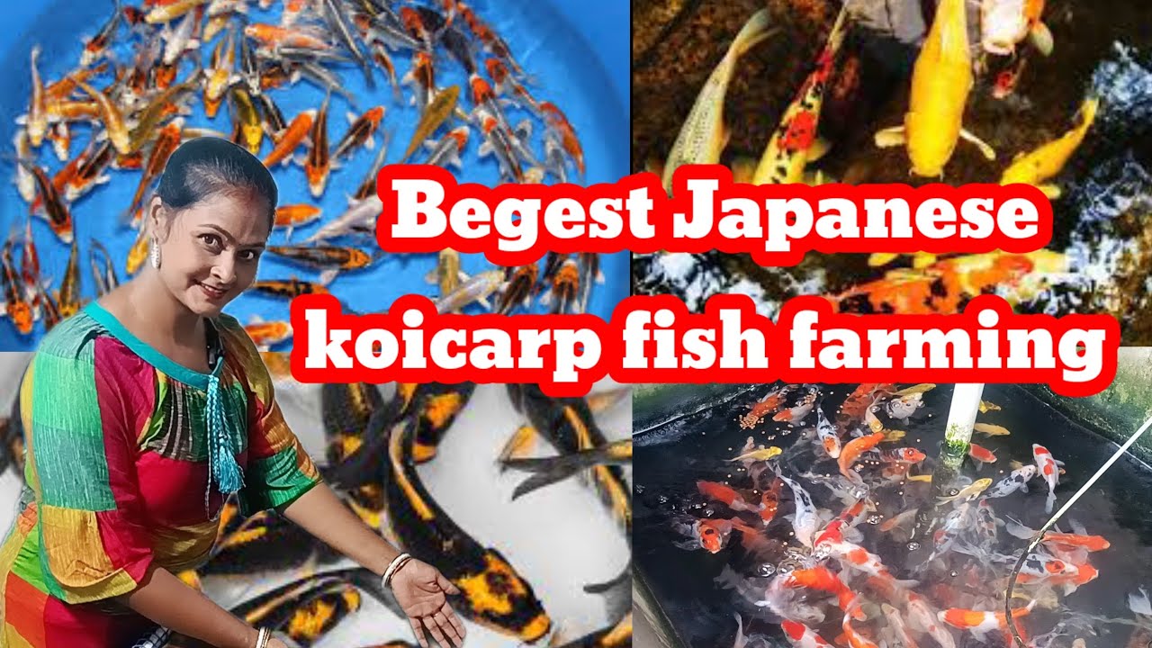 Unveiling the Beautiful World of Japanese Koi Carp Fish🤔 Japanese koicarp fish price in India