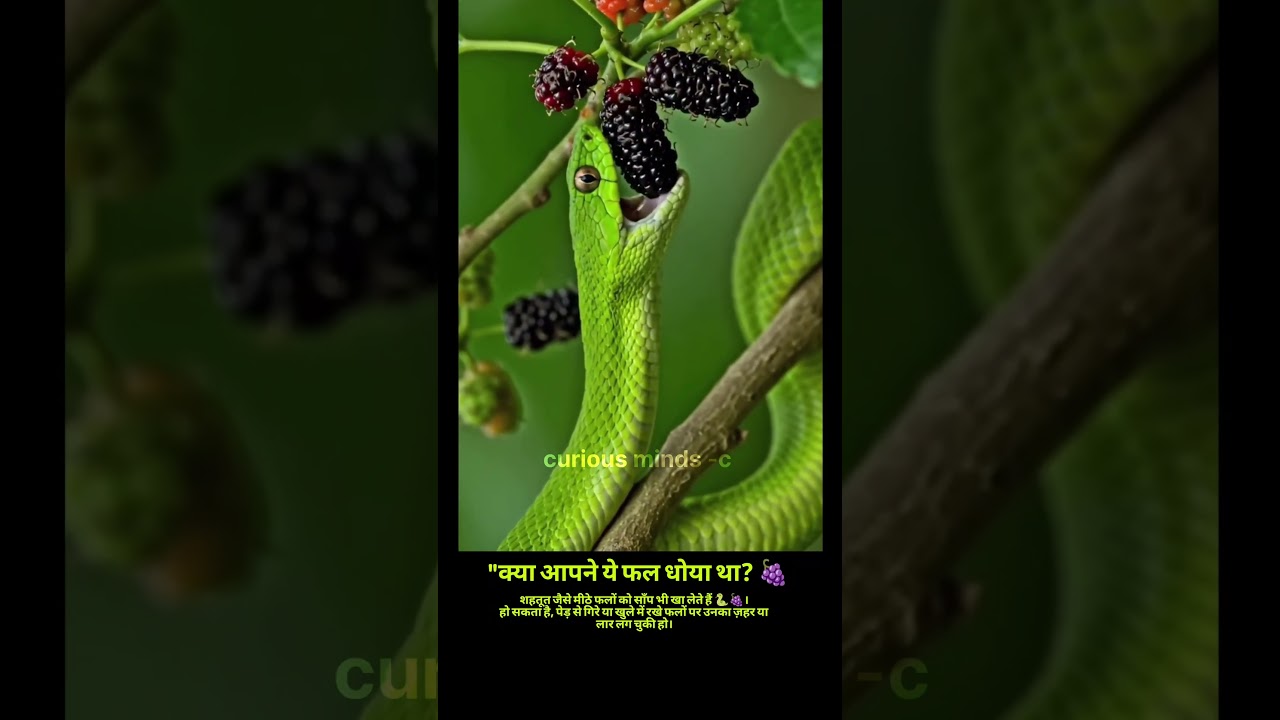Snakes REALLY Eat Fruits Like Mulberries? 
