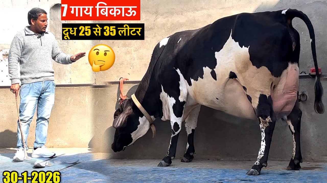 7 गाय बिकाऊ दूध 25 से 35 लीटर ॥ रेट जानते है कालू भाई से #rajusirsa 