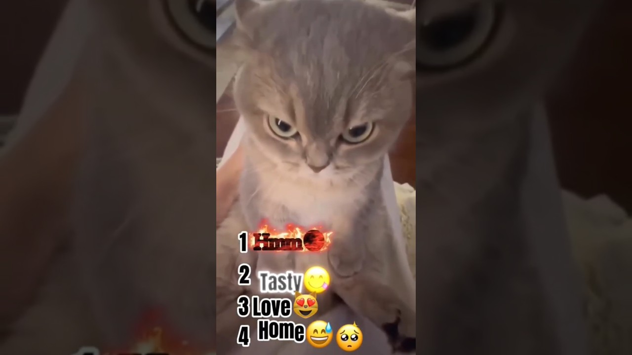 rare cat videos  
