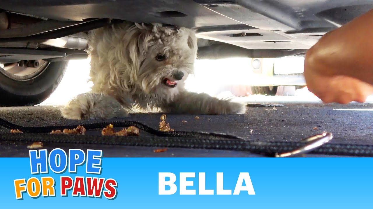 Abandoned dog plays hard-to-get on this weird and funny rescue 🤪🤷&zwj;♂️🥰 #rescue