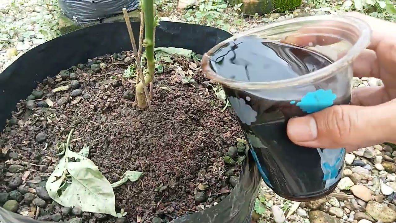 cukup pake ini !! pupuk dasar vegetatif tanaman cabe rawit kaliber jadi subur