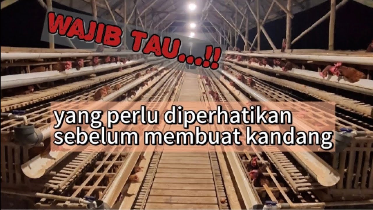 Pemula wajib tonton.... perhatikan hal-hal ini sebelum kamu membuat kandang ayam petelur...