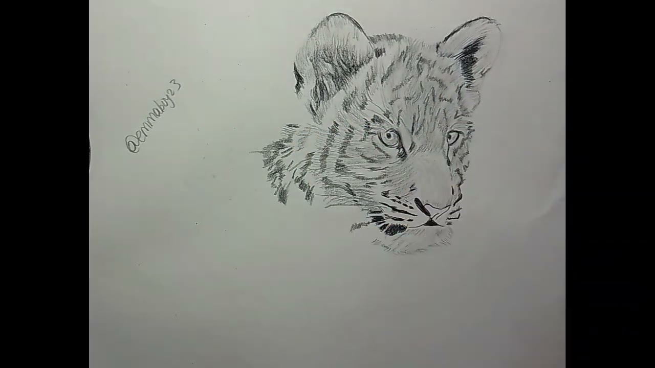 Pencil drawing tutorial: portrait drawing of a sitting tiger