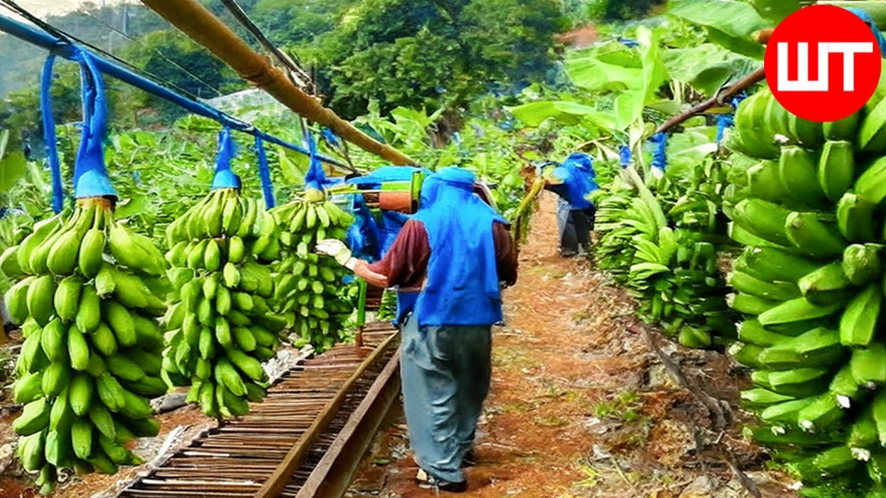 Как собирают и перерабатывают миллионы бананов | Фабрика банановых чипсов🍌