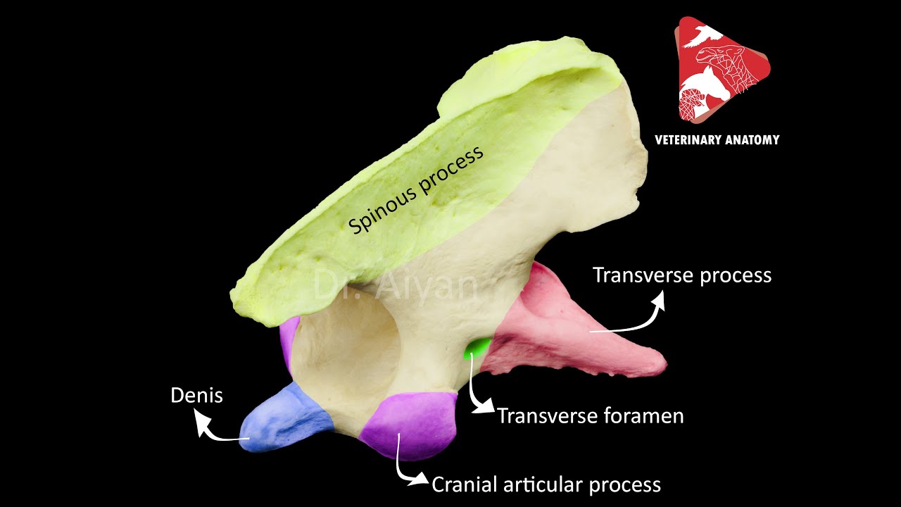 comparative anatomy of the axis / C2
