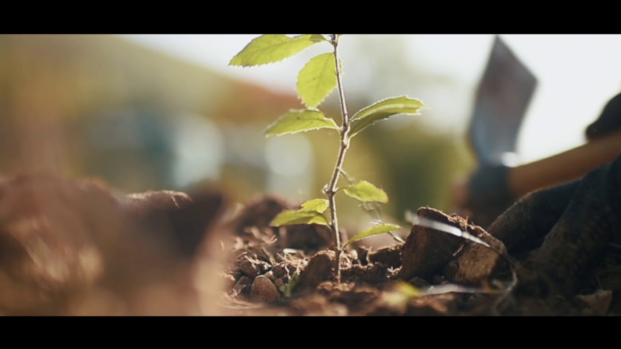 Truffleland: micorrized truffle trees for a modern agricolture