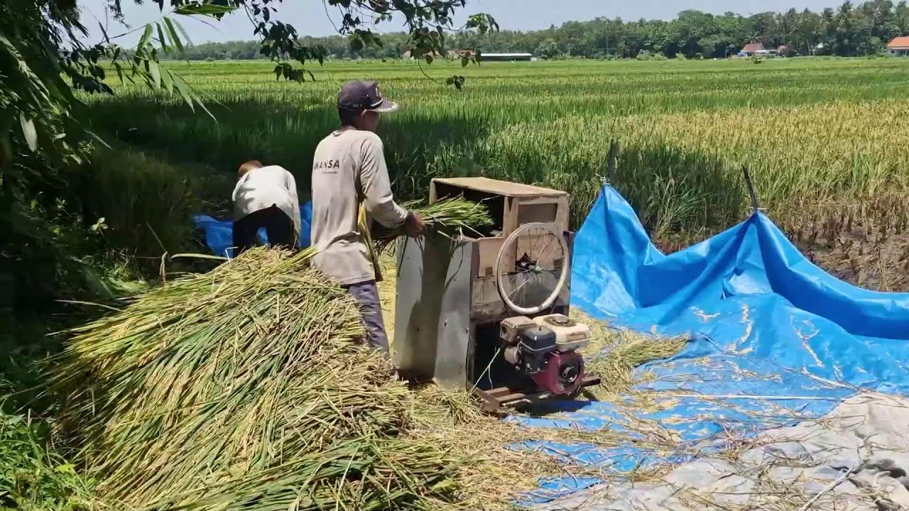 VIRAL FARMING INNOVATION: GENIUS FARMER USES A CREATIVE MACHINE TO THRESH RICE FAST!-agriculture