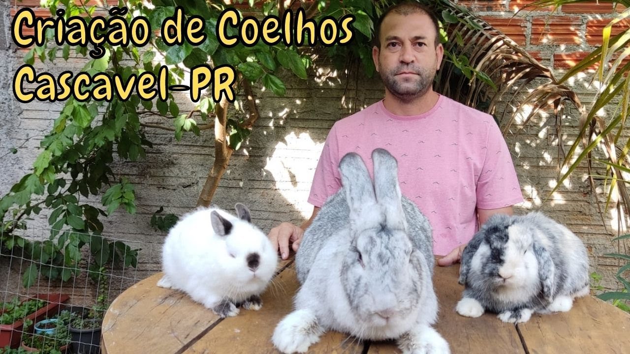 Criação de Coelho Gigantes e Mini Coelhos
