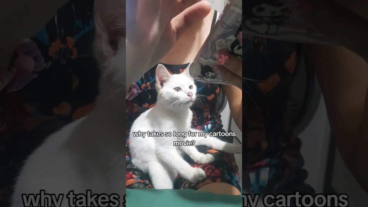cats watching cartoons movies
