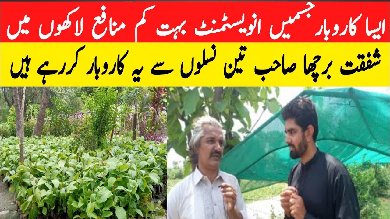 Wholesale Nursery (Plants) Business In Pakistan |Pakistan Oldest Nursery|Burcha Citrus Research