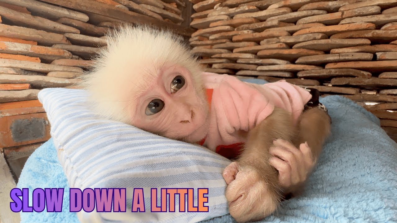 A Slow Morning with Baby Monkey Baba