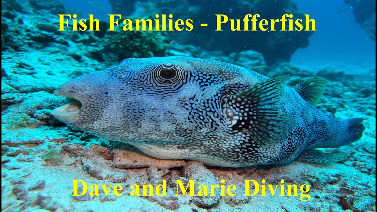 Fish Families Compilation - Pufferfish