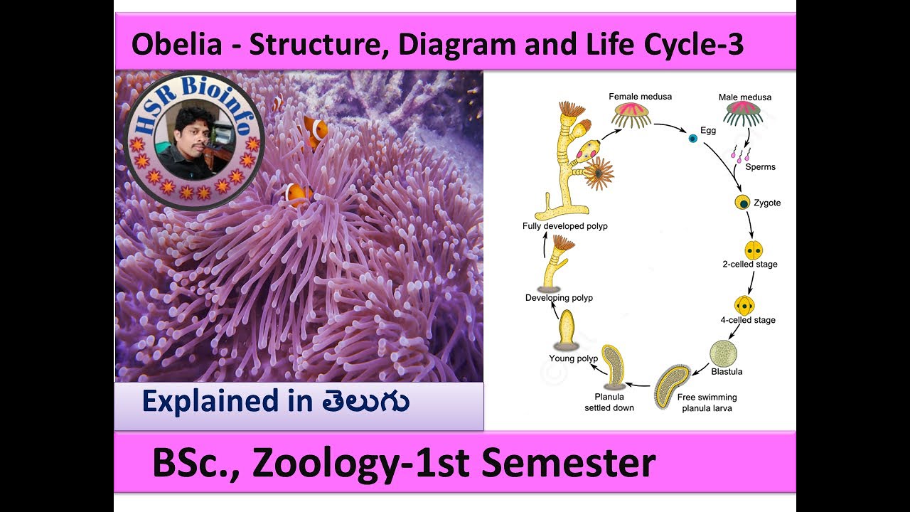Obelia life cycle-3 | life cycle of obelia | B.SC., Zoology | obelia structure| HSR Bioinfo